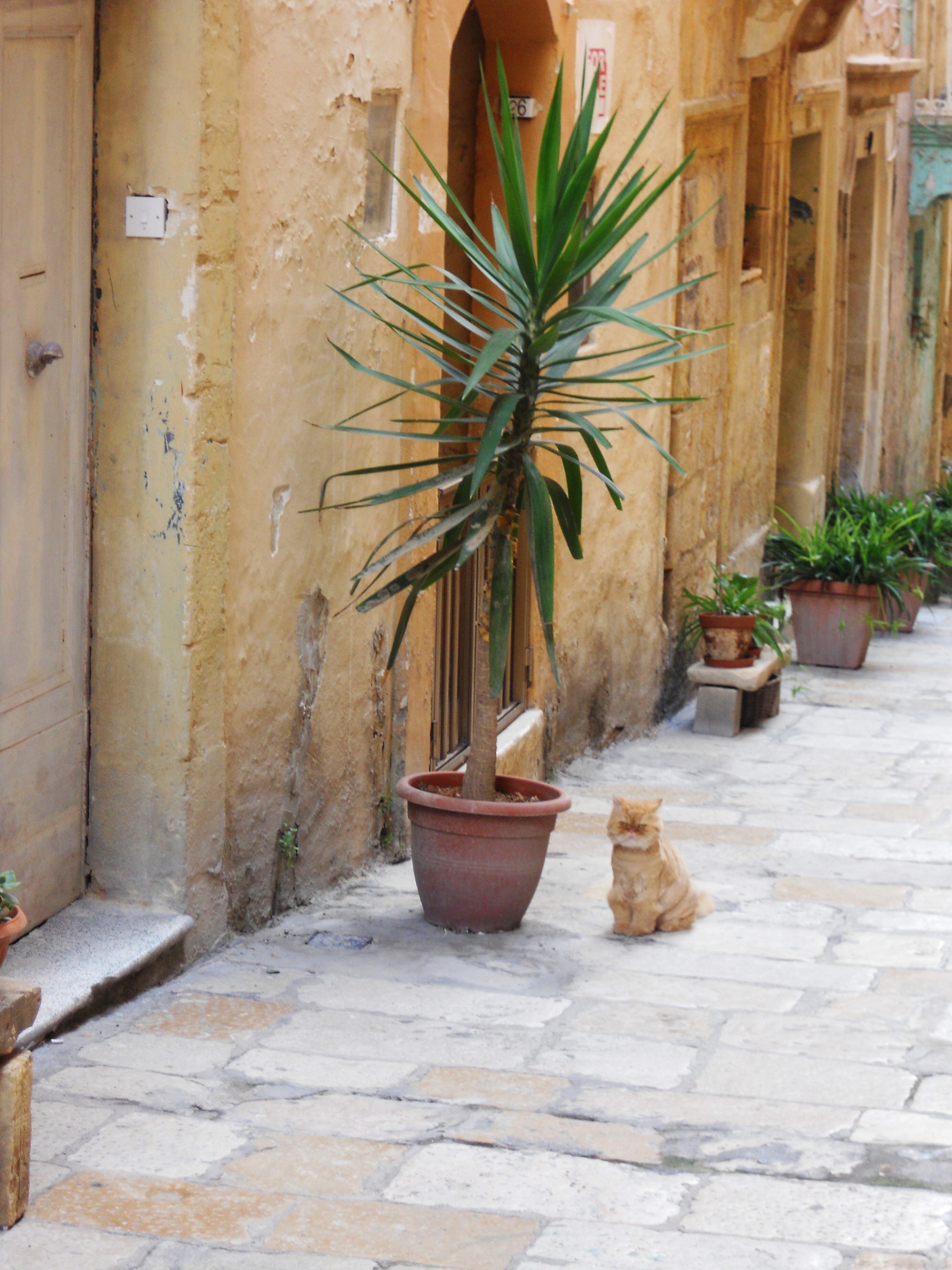 Malte Chat persan à Birgu Quelques photos de ma retraite au soleil à Malte