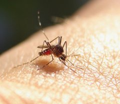 moustique en action Retraite au soleil : lenvers du décor